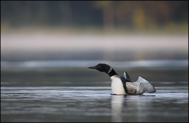 common loon facts. pictures Common Loons, Loon